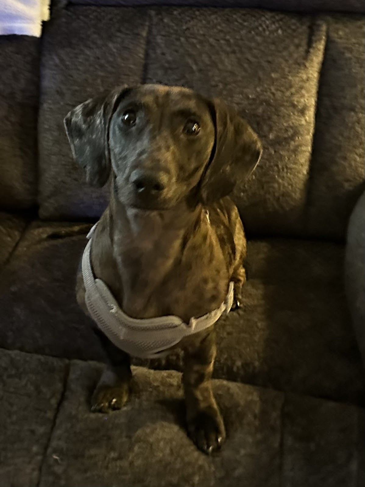 Peanut breakout run